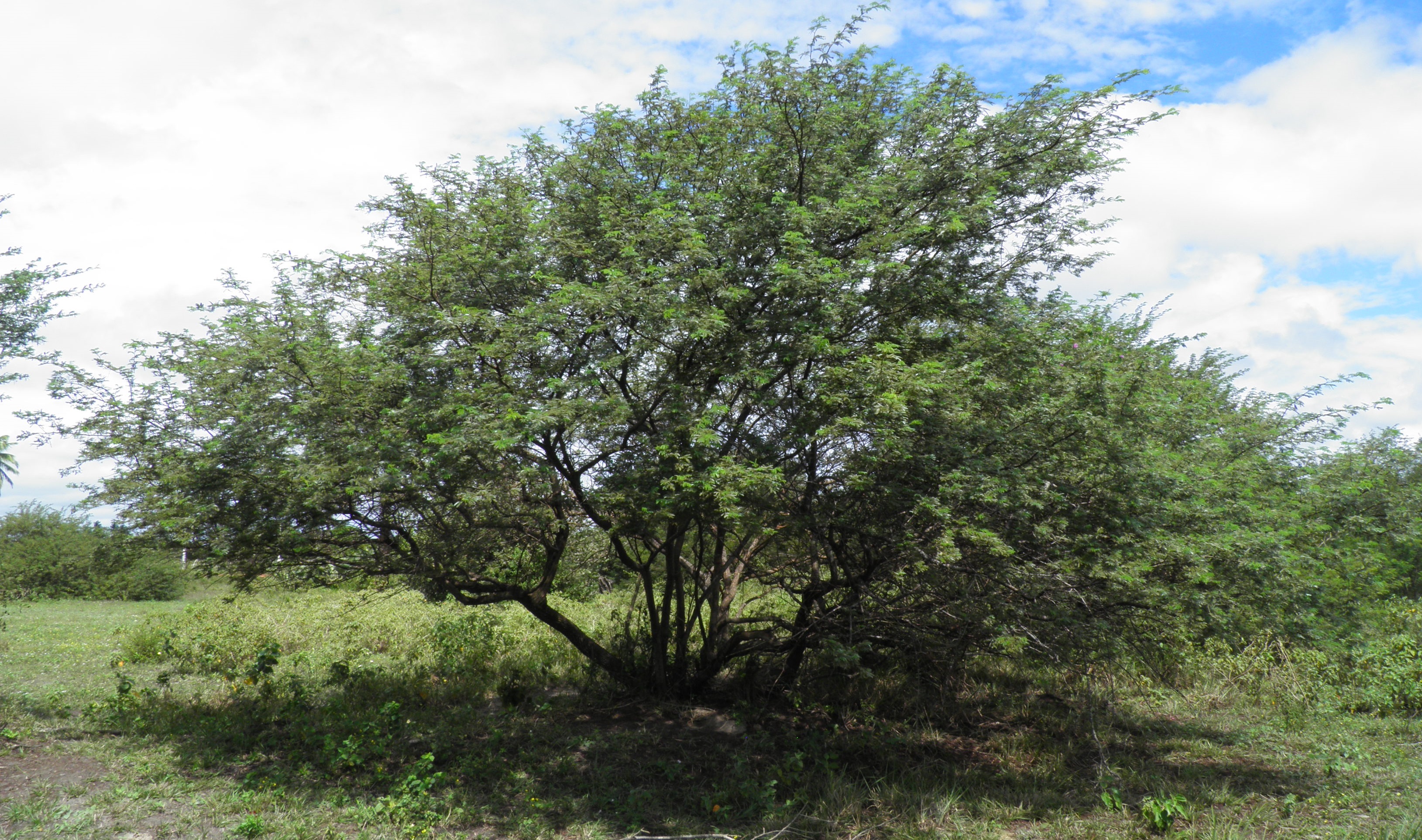 tamarind plant Tamarind Tree main image 0